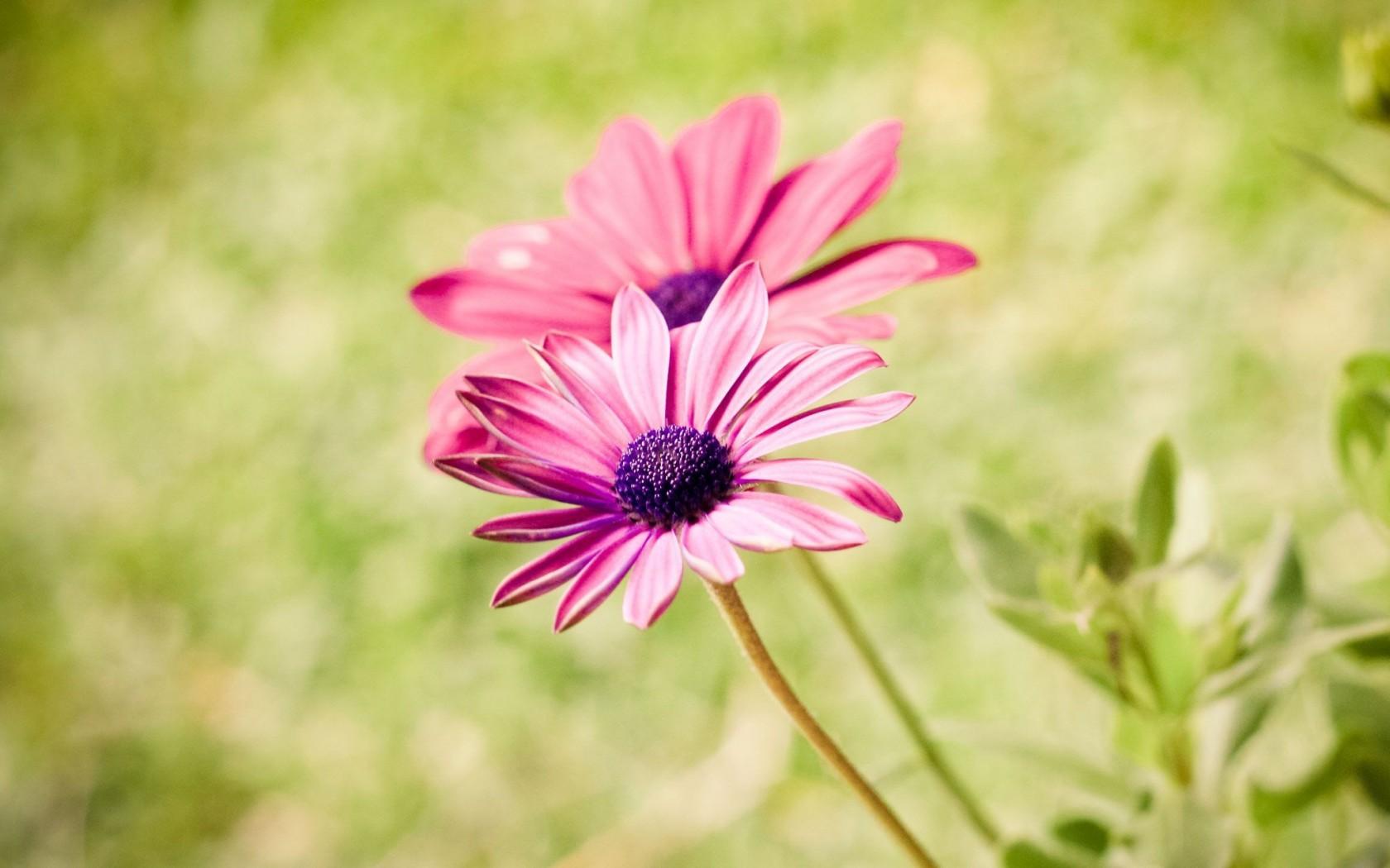 1680x1050 Summer Flower Desktop Wallpaper