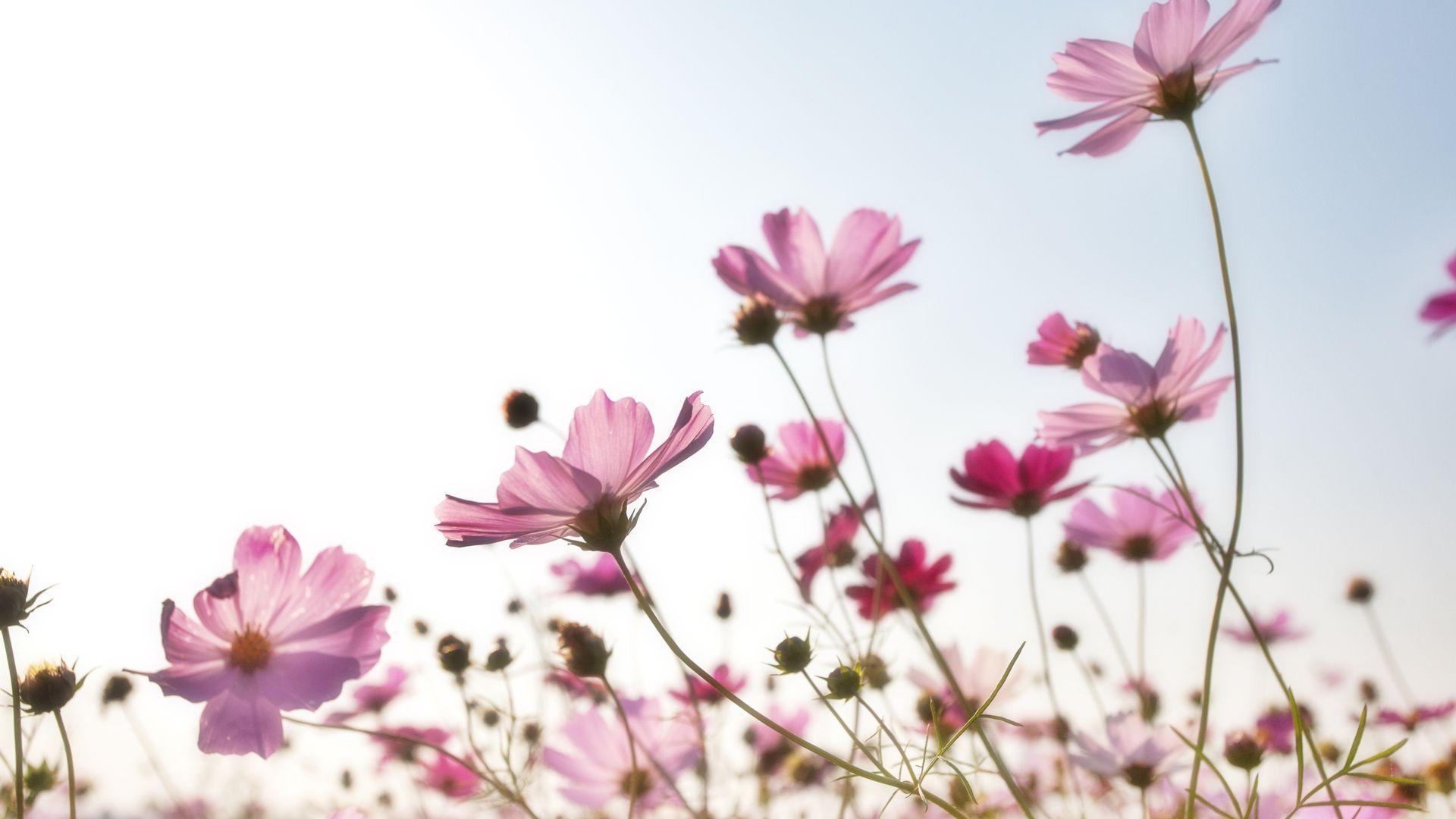 1920x1080 Pink Flower Field In Summer Season HQ Image Free Wallpaper