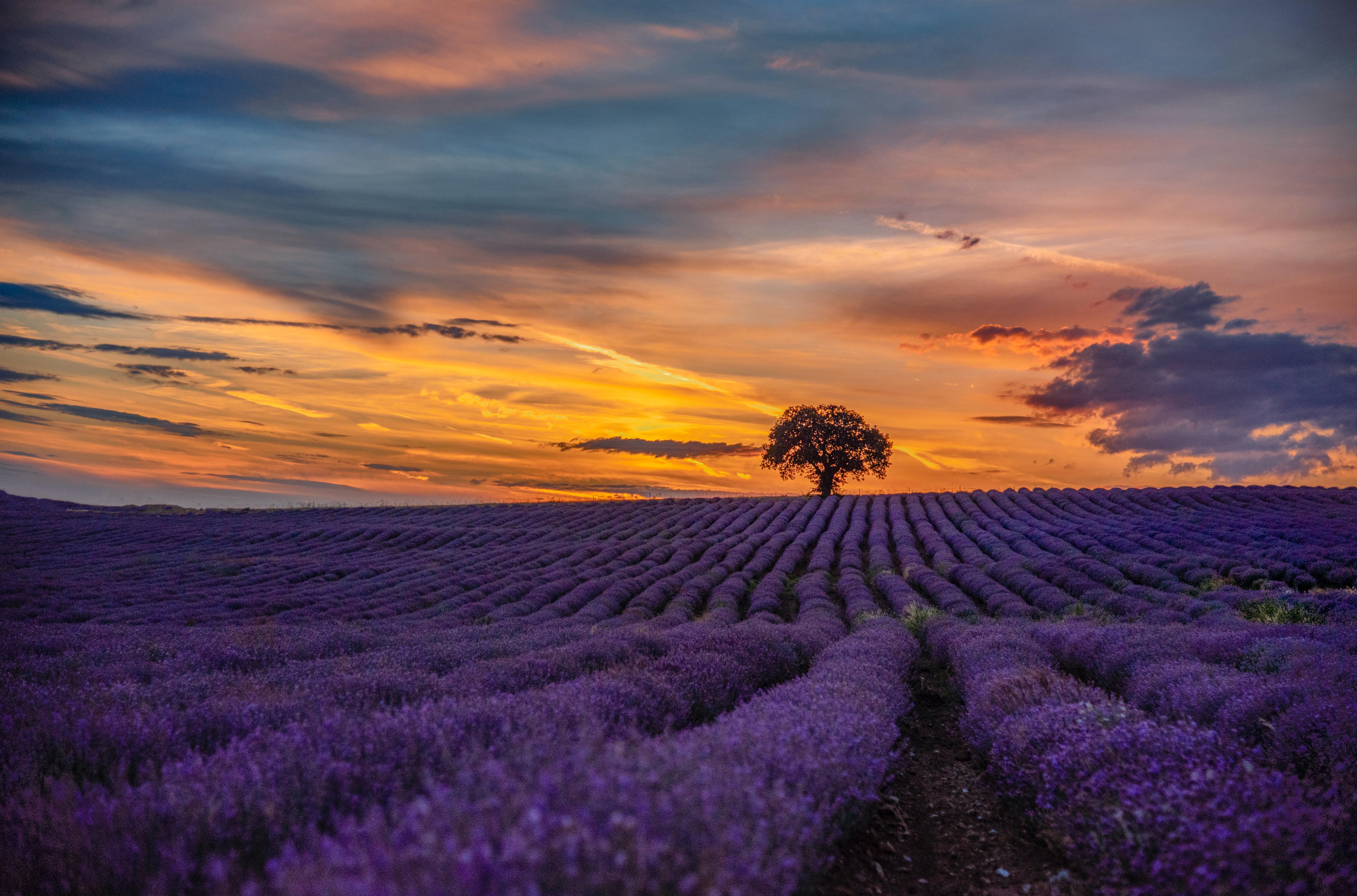 6085x4016 Lavender Field Photo, Download Free Lavender Field & HD Image