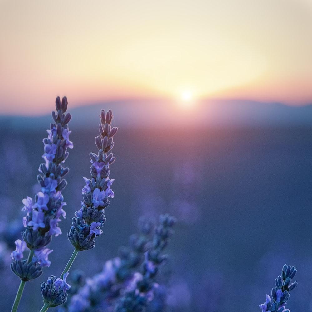 1000x1000 Lavender Fields Picture. Download Free Image