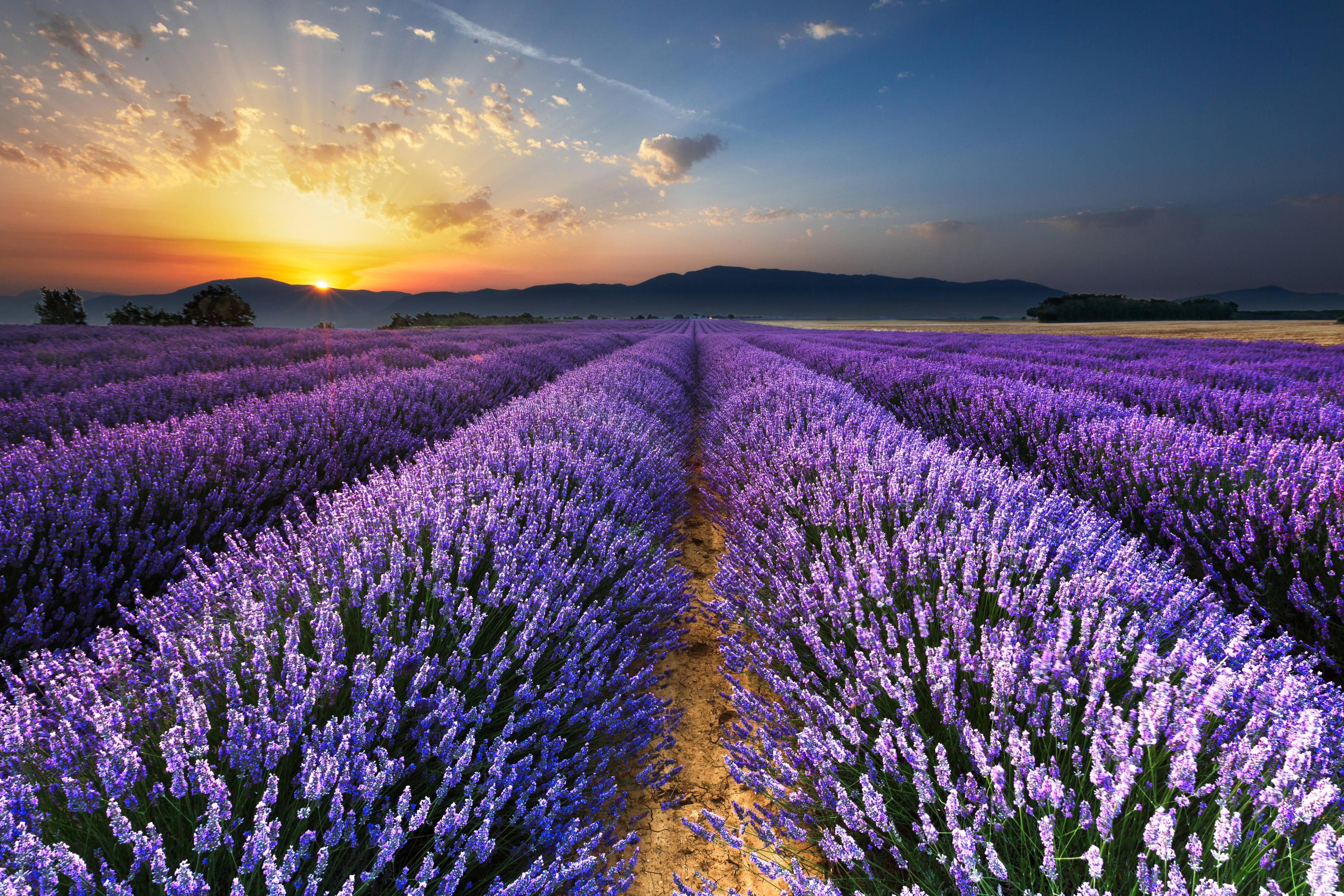 3840x2560 Download Lavender Wallpaper