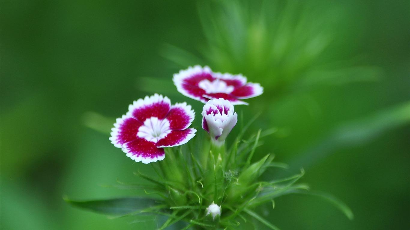 1366x768 Flower Pink Summer Plant Macro HD Wallpaper