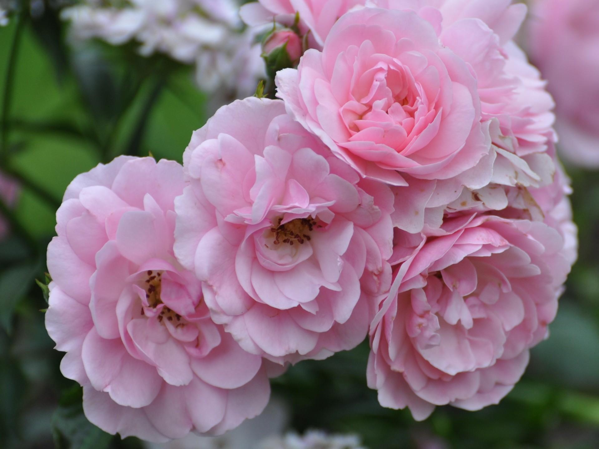 1920x1440 Summer Flower Garden Wallpaper