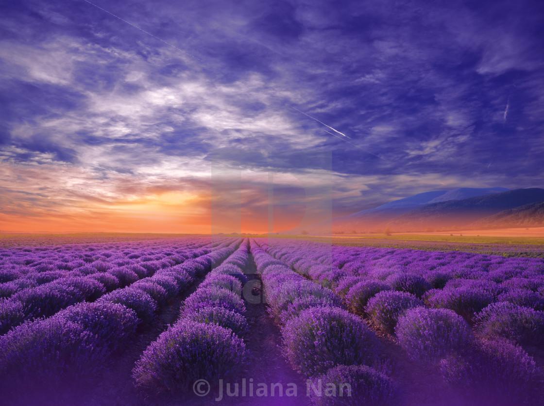 1120x837 Beautiful Tranquil Nature Background.Amazing Lavender Flowers.Blooming Lavender Field at Sunset., download or print for £25.00