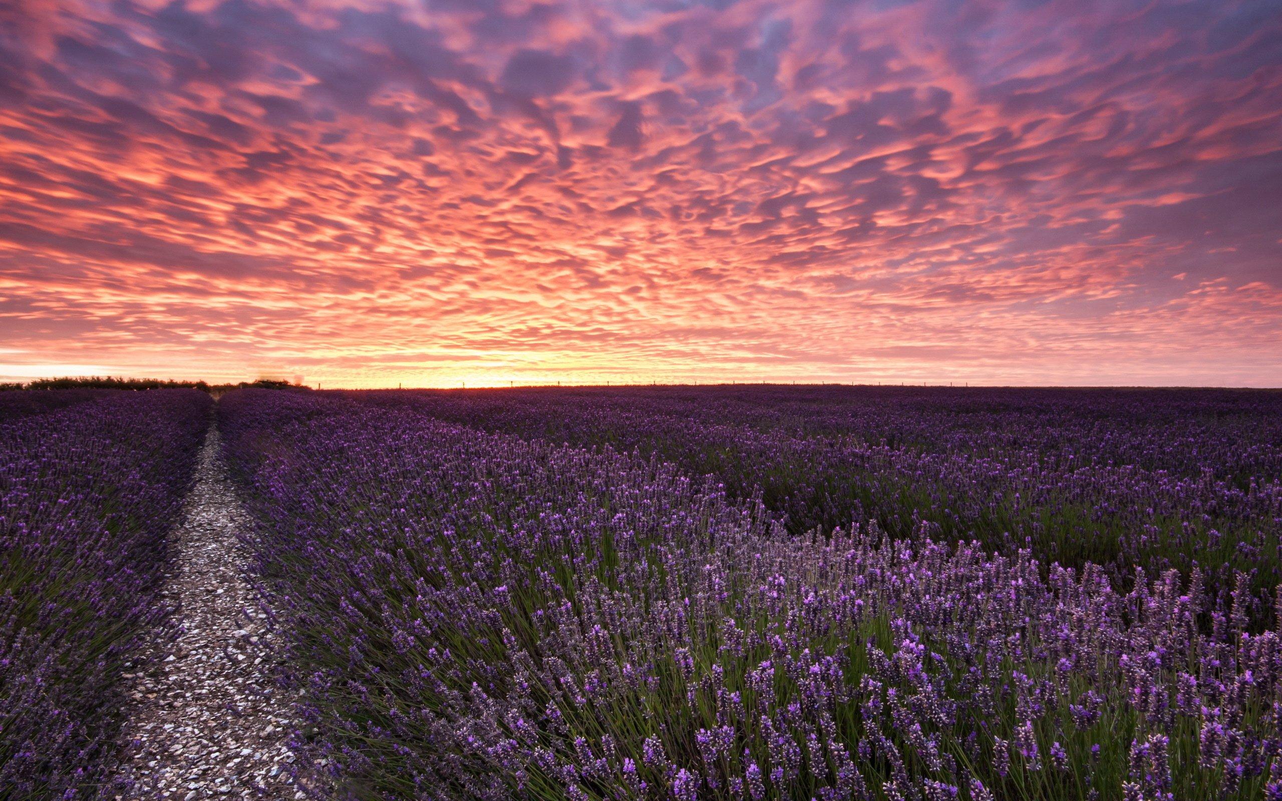 2560x1600 Field sunset lavender landscape wallpaperx1600
