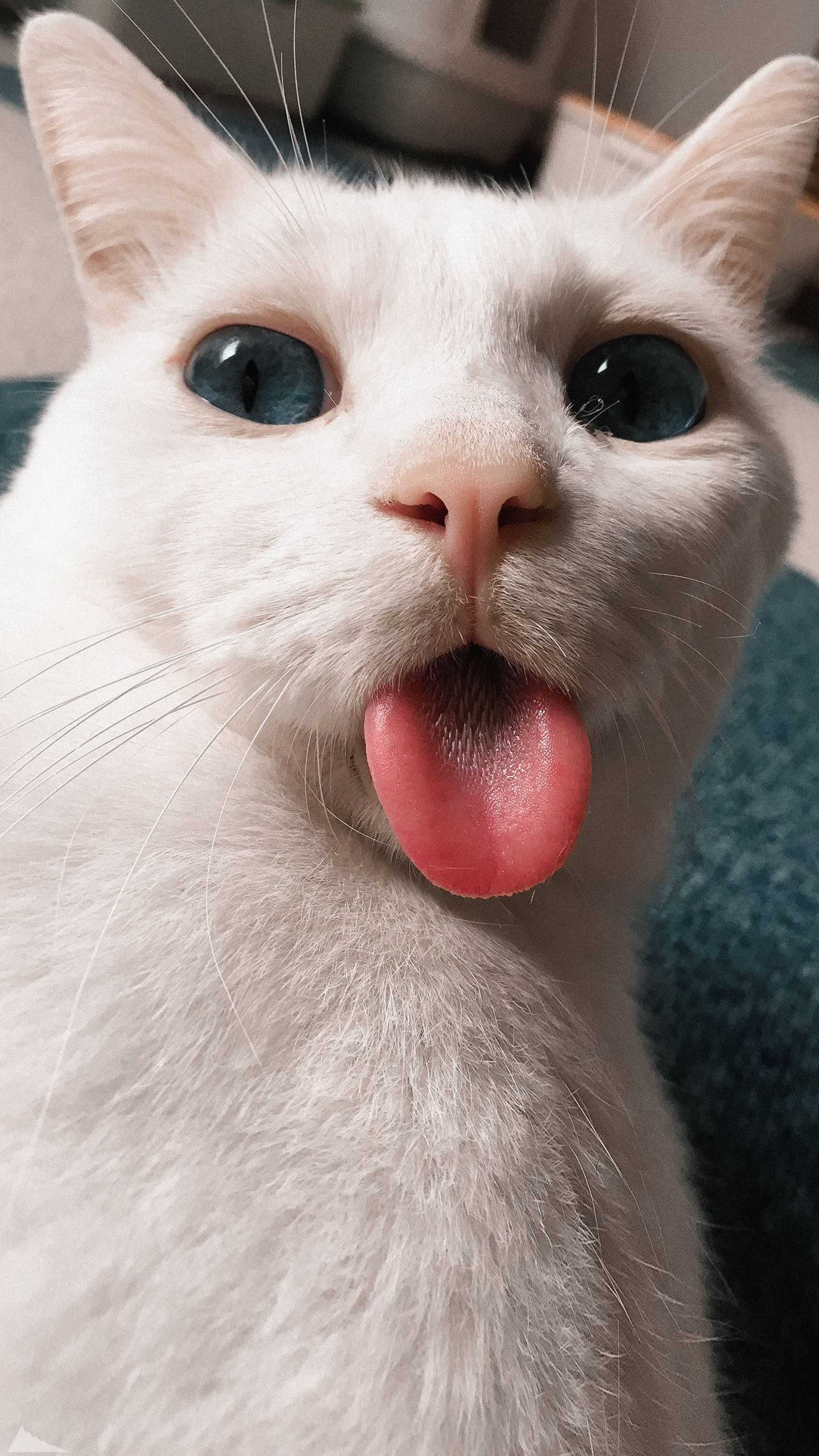 1711x3042 Funny Cat Wallpaper