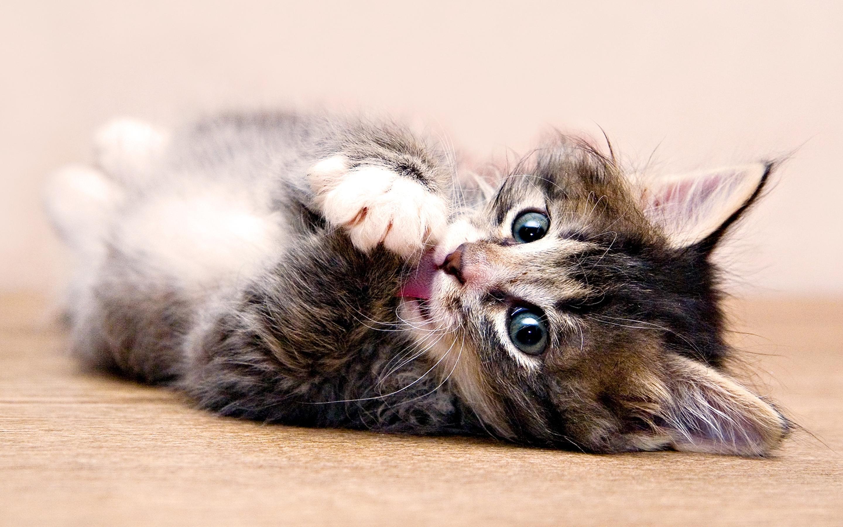 2880x1800 Cute kitten cleans their paws lying down