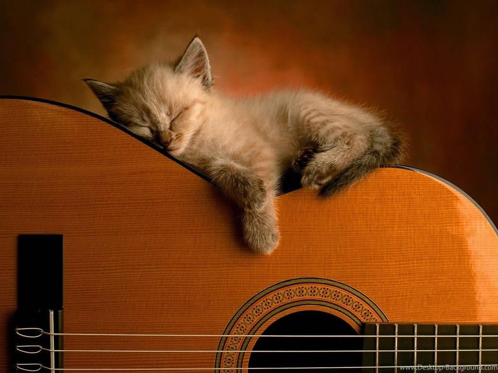 1024x768 Download Kitten Sleeping On Guitar Wallpaper