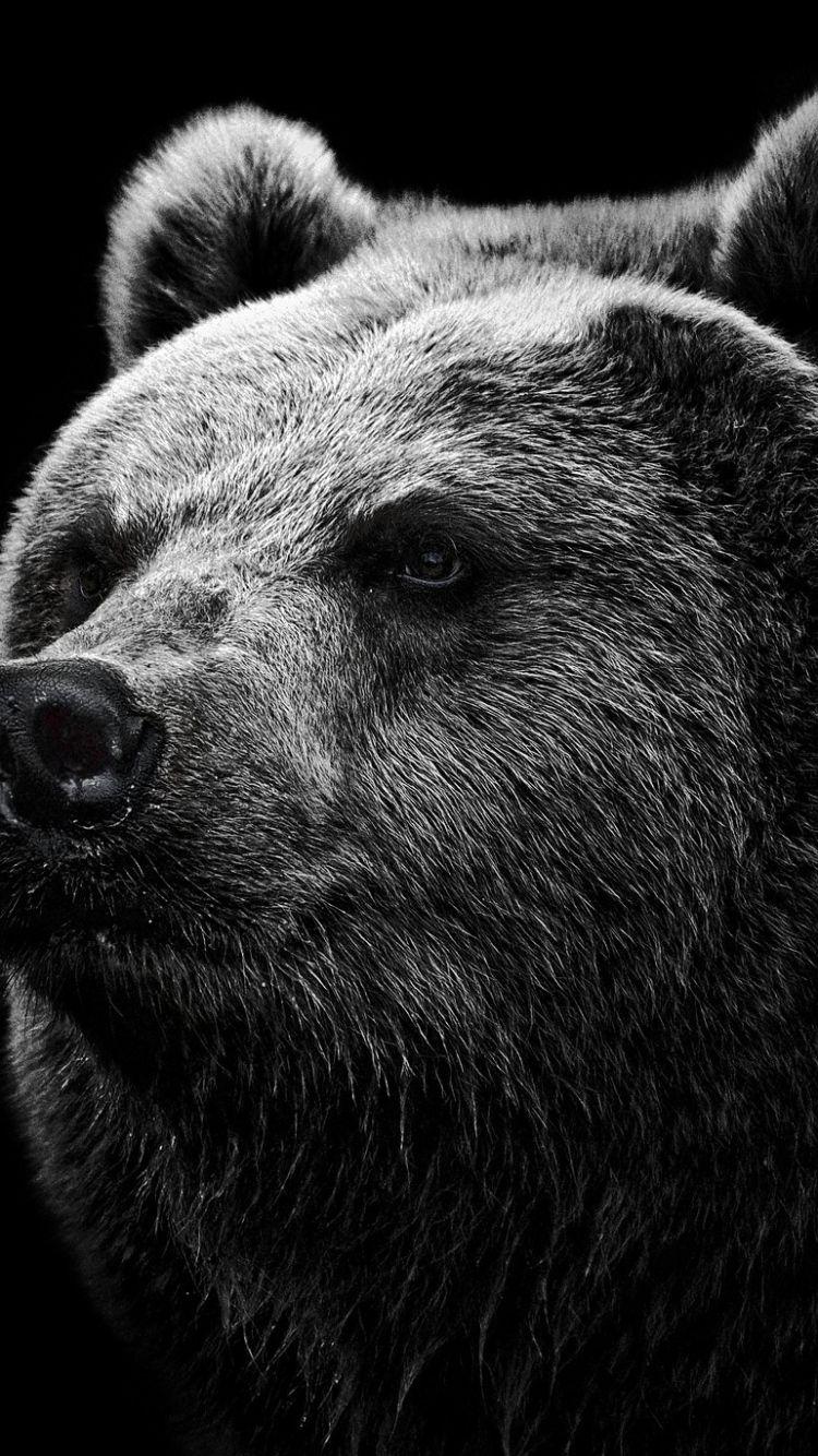 750x1334 Bear Wallpaper