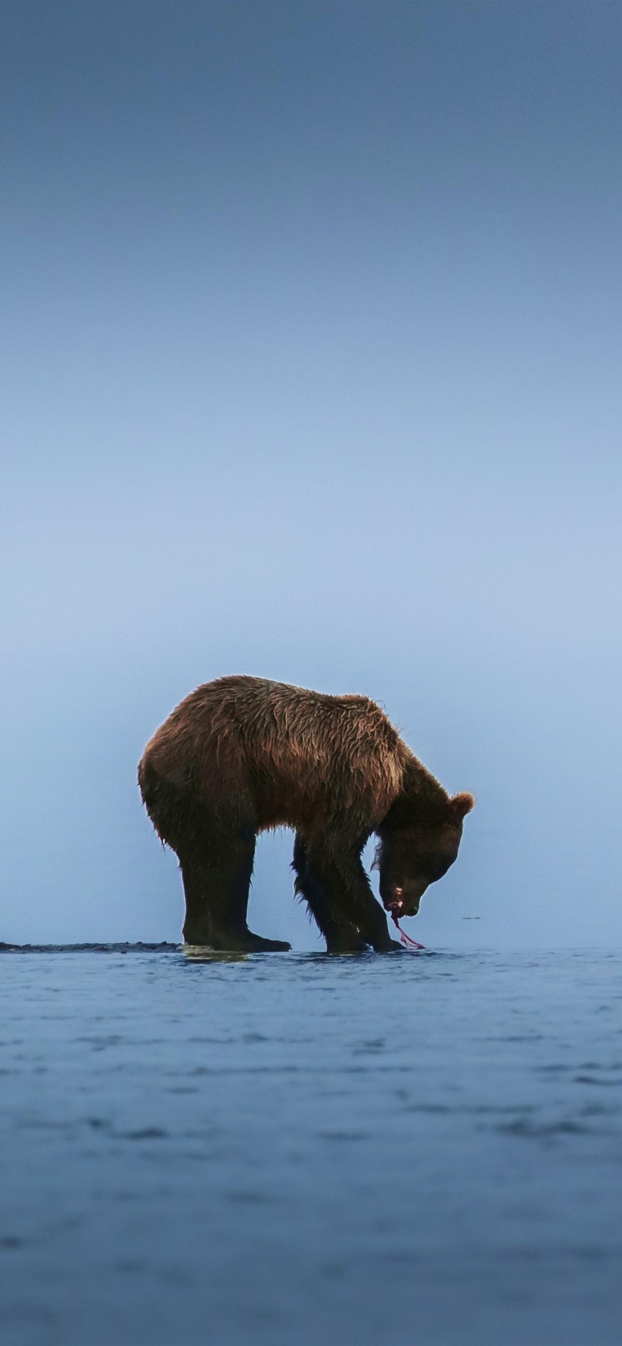 1242x2688 iPhone Wallpaper Brown Bear, Lake, Seagulls Wallpaper iPhone Xs
