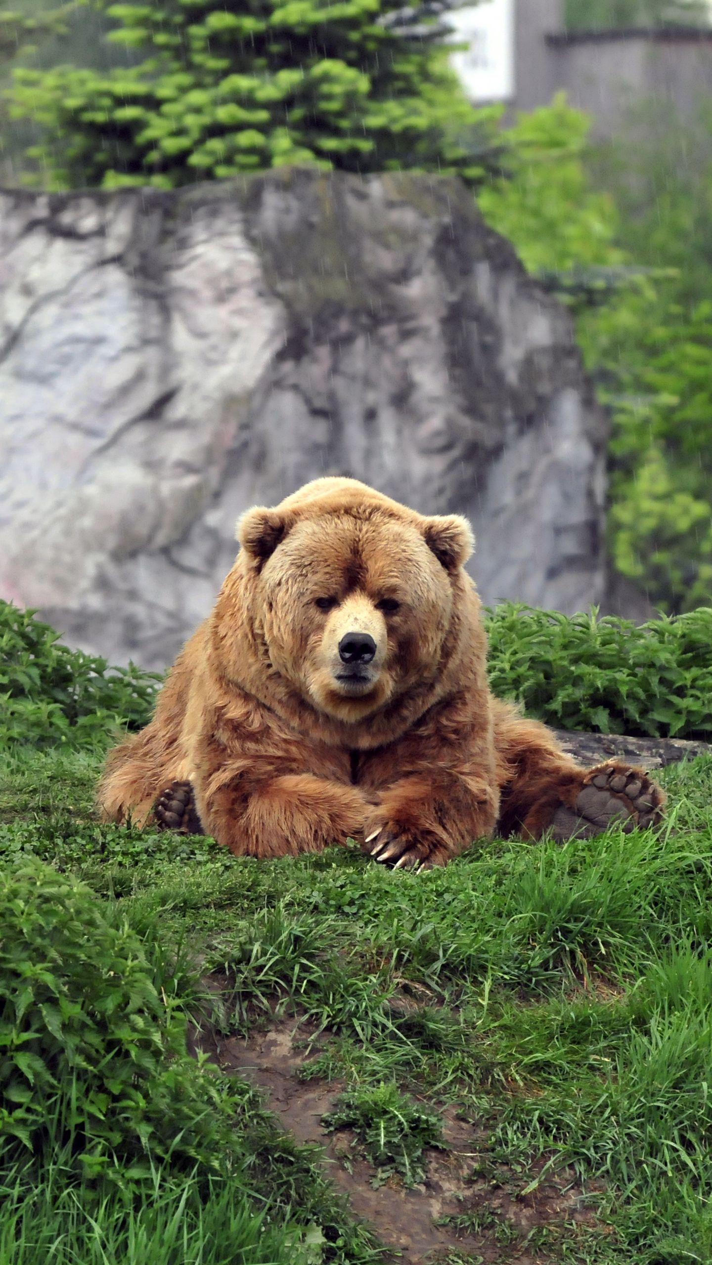 1440x2560 Download wallpaper 1440x2560 bear, brown, grass, funny, lie qhd samsung galaxy s s edge, note, lg g4 HD background