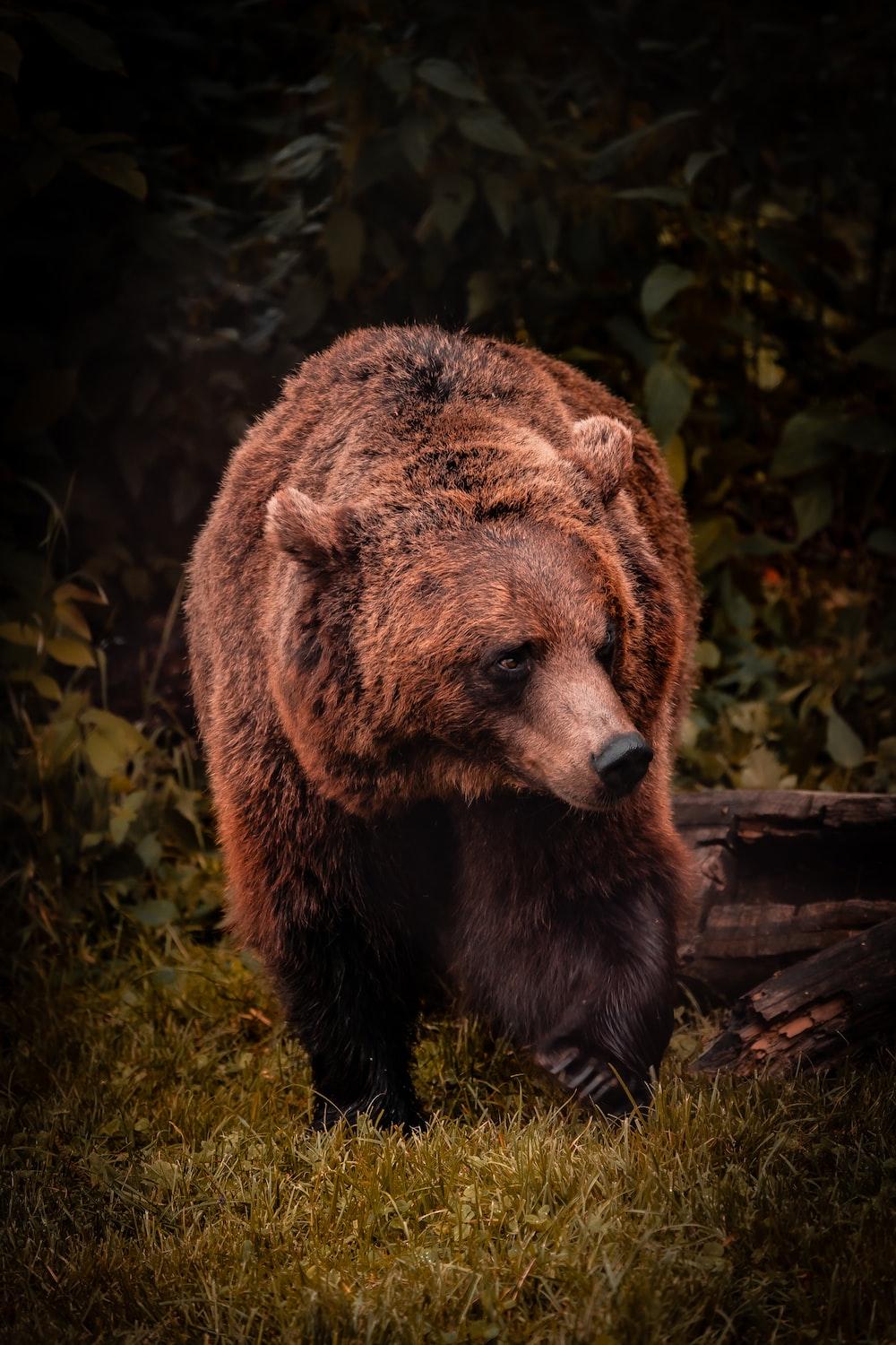 1000x1500 Grizzly Bear Picture [HQ]. Download Free Image