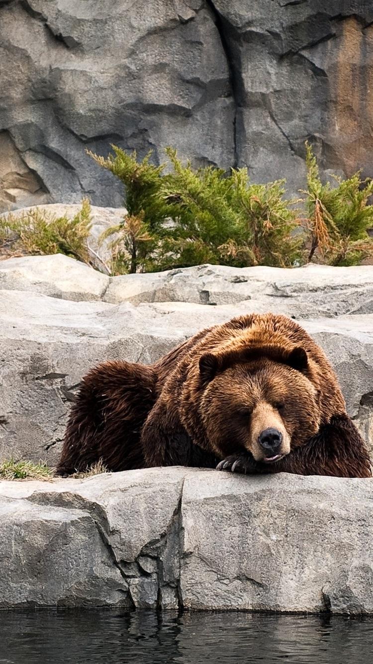 750x1334 Brown Bear, Sleeping, Zoo, Rocks 750x1334 IPhone 8 7 6 6S Wallpaper, Background, Picture, Image