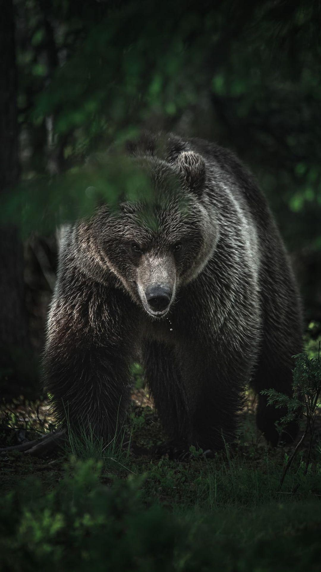 1080x1920 Bear Wallpaper [Desktop, iPhone, Laptop, Mobile]