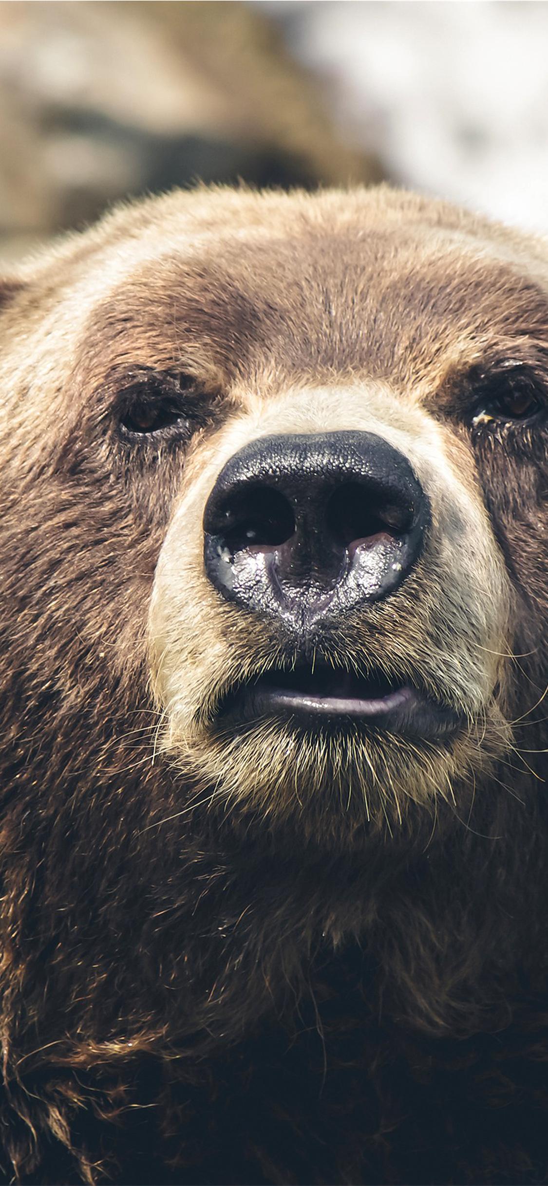 1125x2436 iPhone X wallpaper. bear face what the hell nature animal