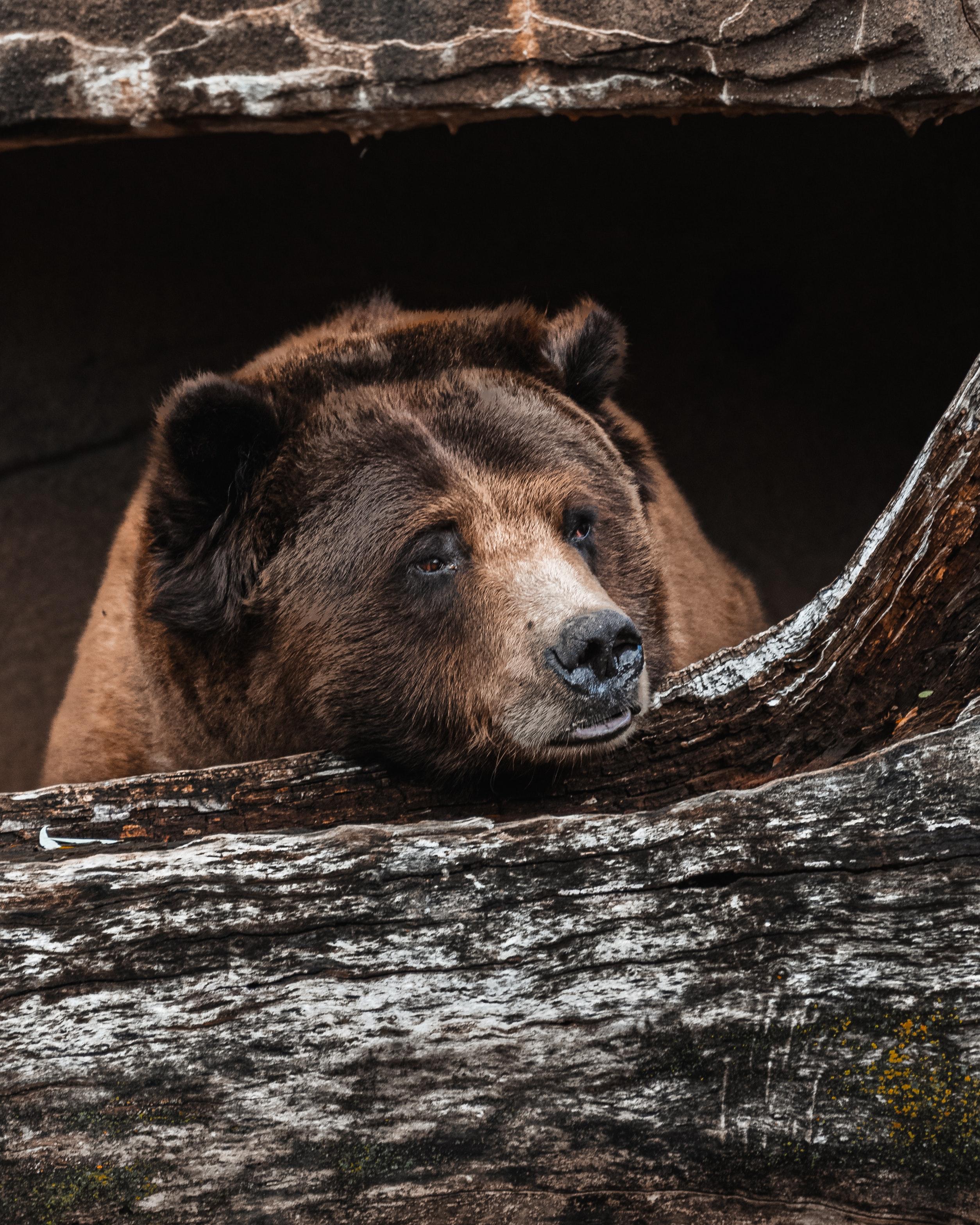2508x3135 A Brown Bear on Brown Tree Trunk · Free