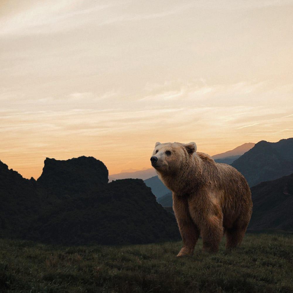 1000x1000 A large brown bear standing on top of a grass covered field free image
