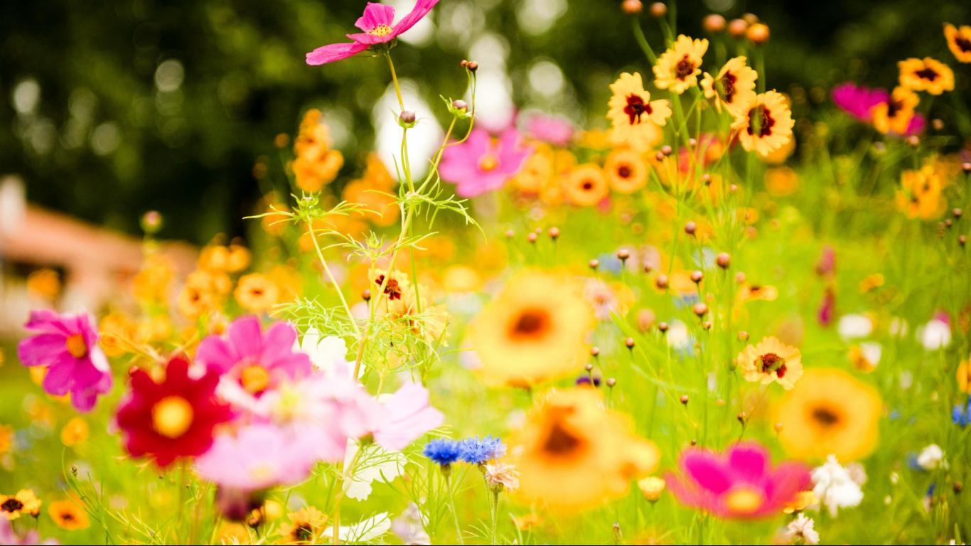 1366x768 Widescreen Wallpaper 1366x768