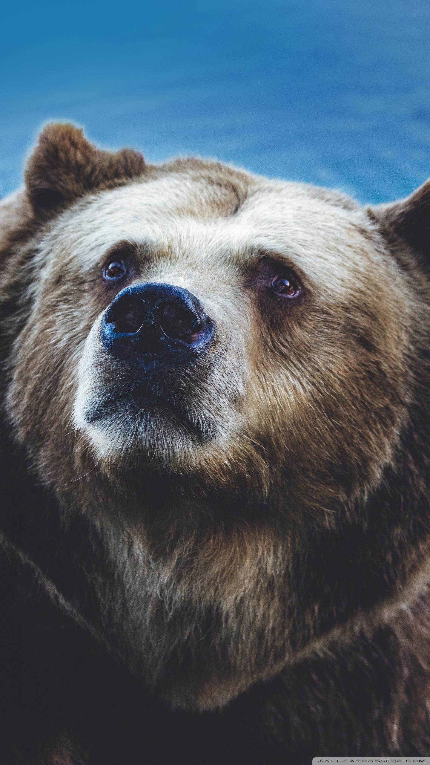 1440x2560 Big Brown Bear Wild Animal Ultra HD Desktop Background Wallpaper for 4K UHD TV : Widescreen & UltraWide Desktop & Laptop : Tablet