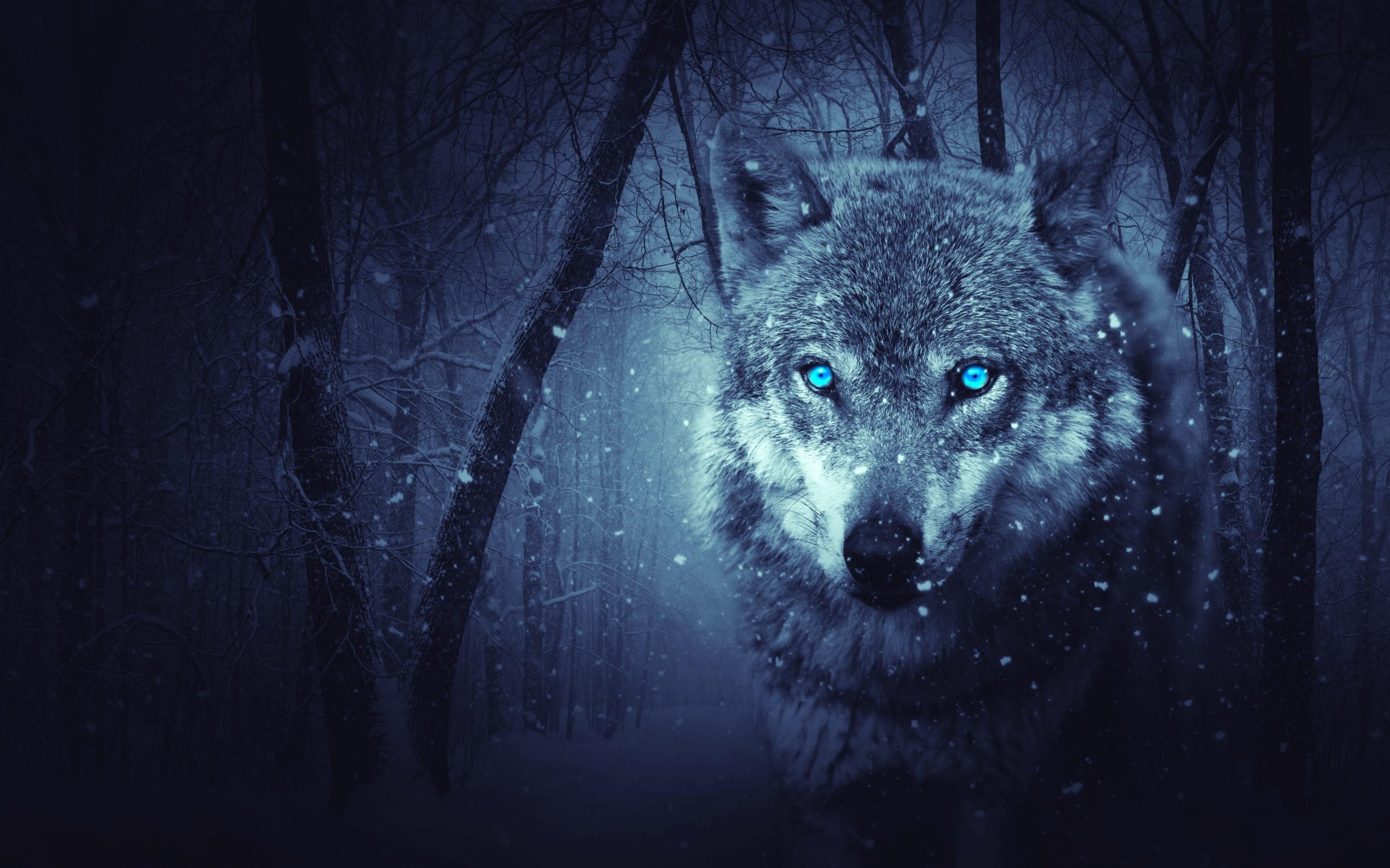 2880x1800 Wolf Wallpaper 4K, Blue eyes, Snowfall, Winter, Night, Forest, 5K, Animals