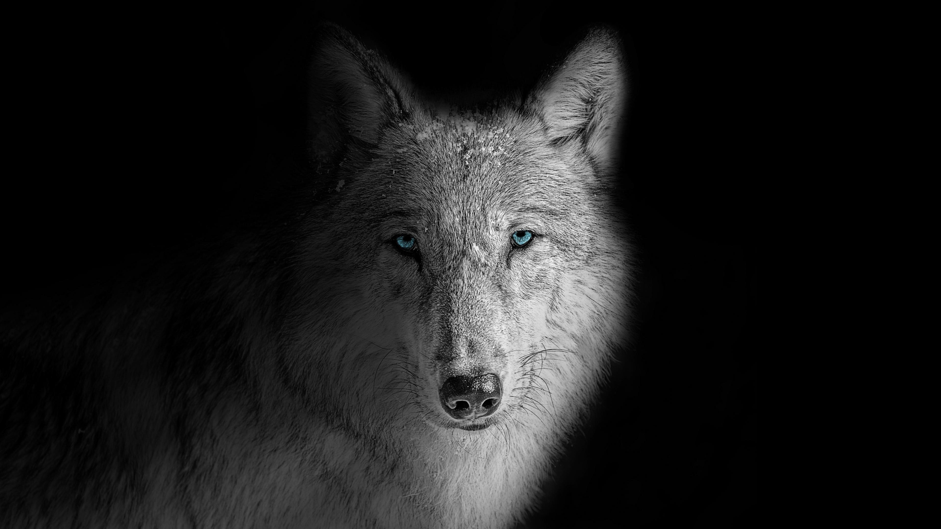 3840x2160 Wolf Wallpaper 4K, Beast, Wild, White wolf, Black background, Animals