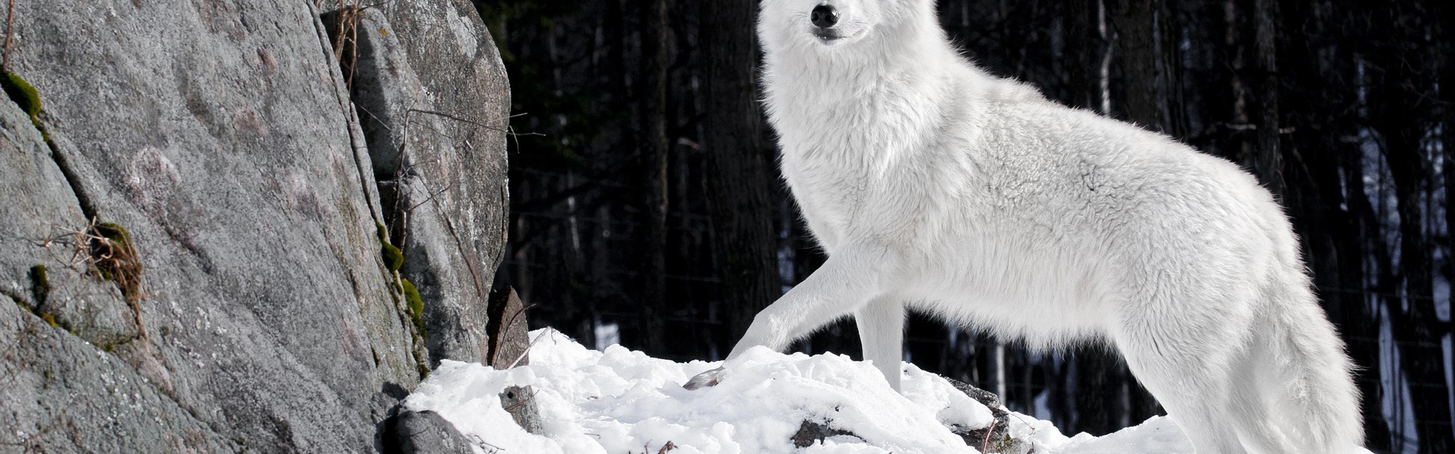2880x900 Wild white wolf in the forest HD