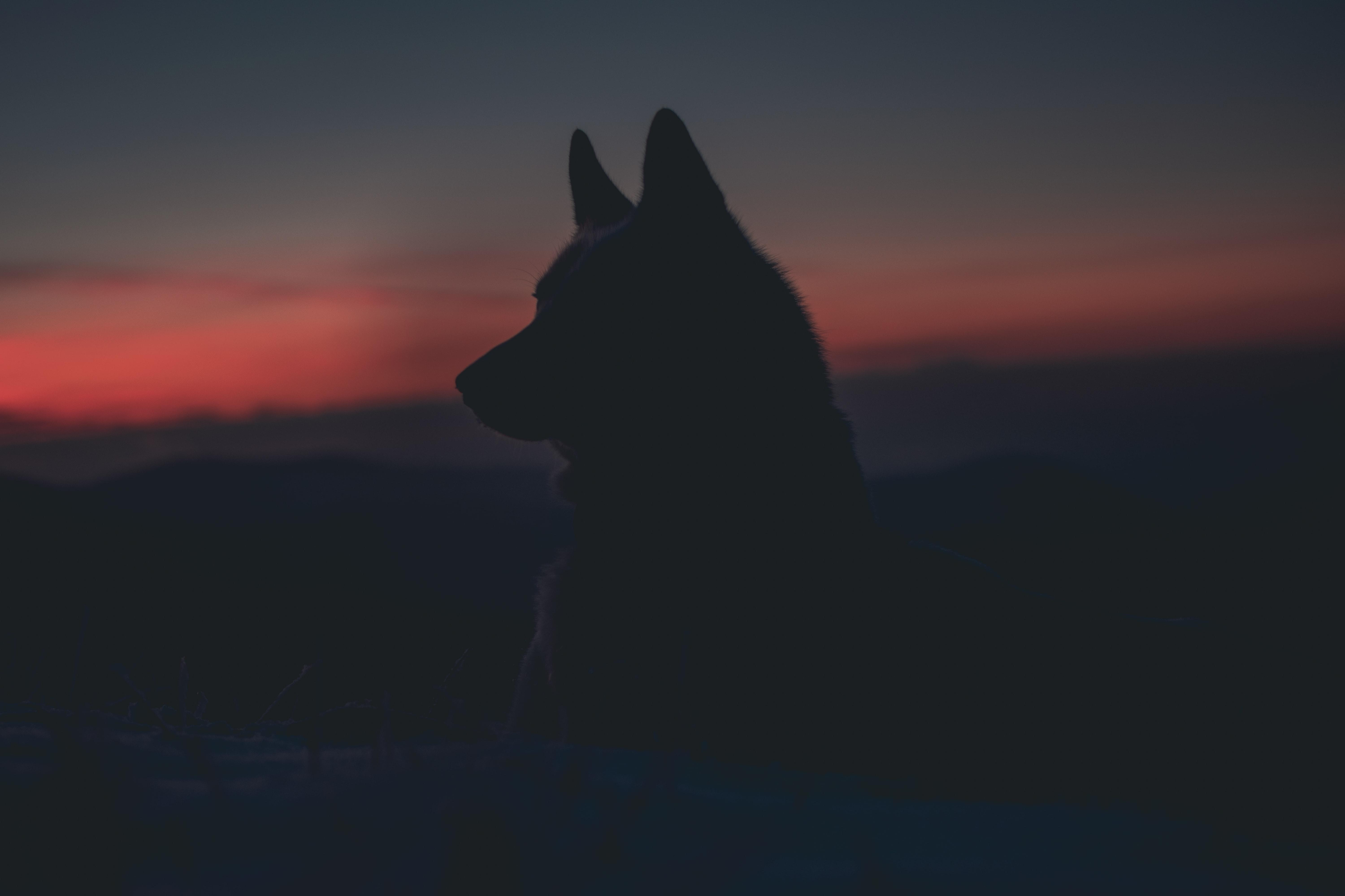 6000x4000 Wolf Wallpaper: Free HD Download [HQ]
