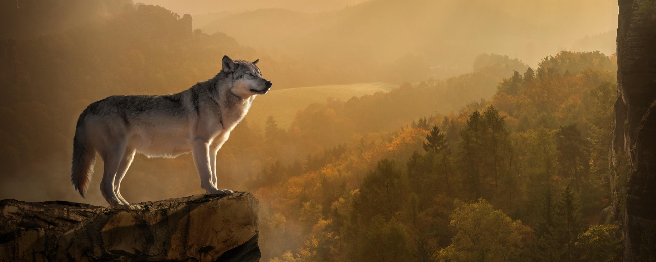 2560x1024 Wallpaper 4k Wolf Standing On Edge Wallpaper