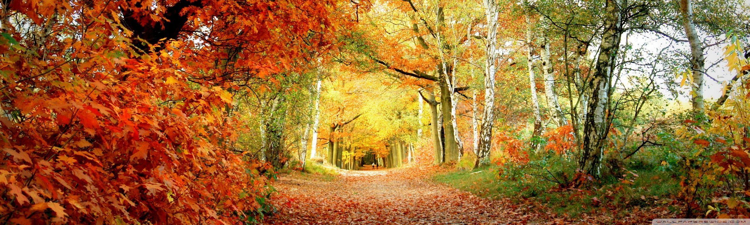 2560x768 Autumn Triple Monitor Wallpaper