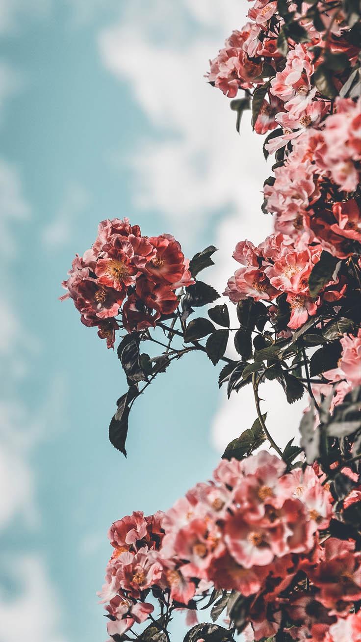 736x1308 Super Pretty iPhone Xs Wallpaper