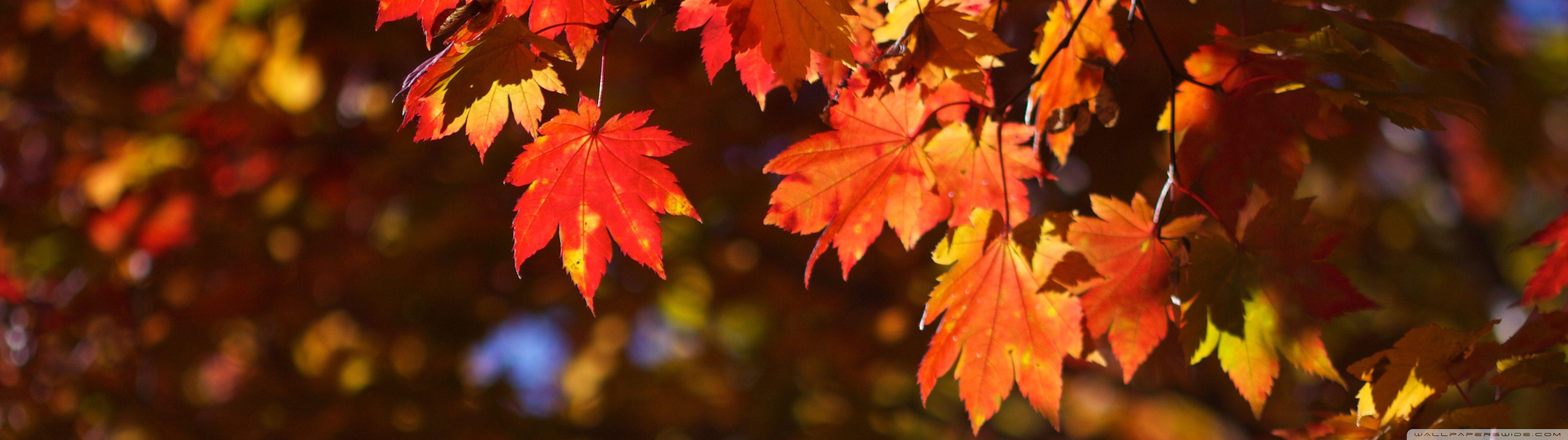3840X1080 Autumn Wallpapers Top Free 3840X1080 Autumn Backgrounds — free download