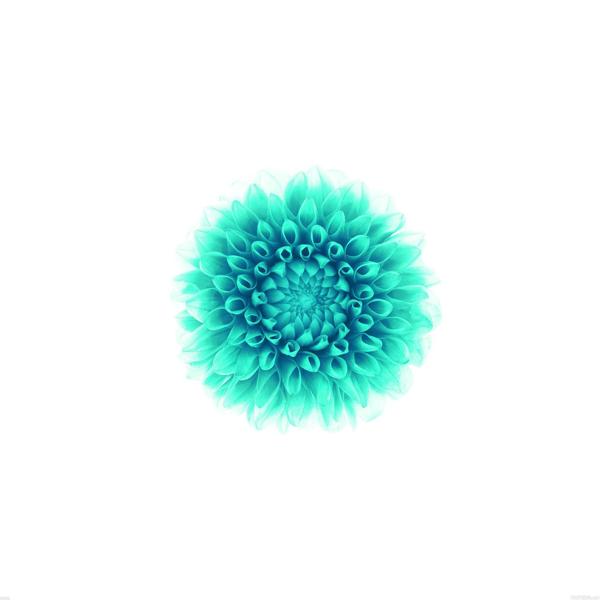 2048x2048 Floral Background For IPhone
