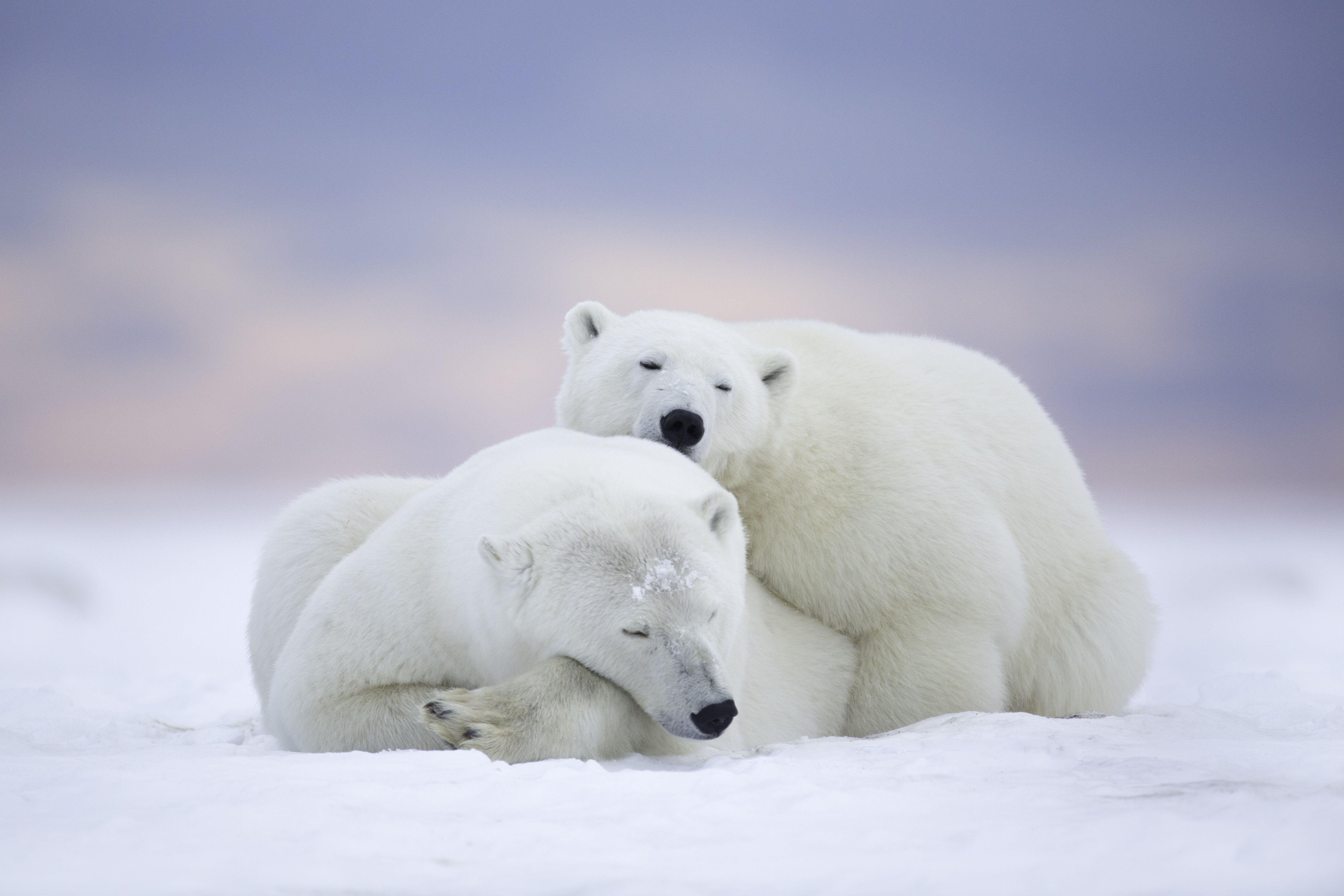 5433x3622 Polar Bear HD Wallpaper and Background Image