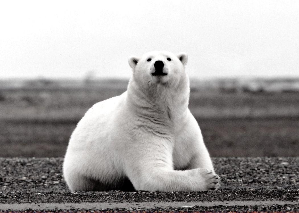 1051x750 Group of Christmas Polar Bear Wallpaper Soldier
