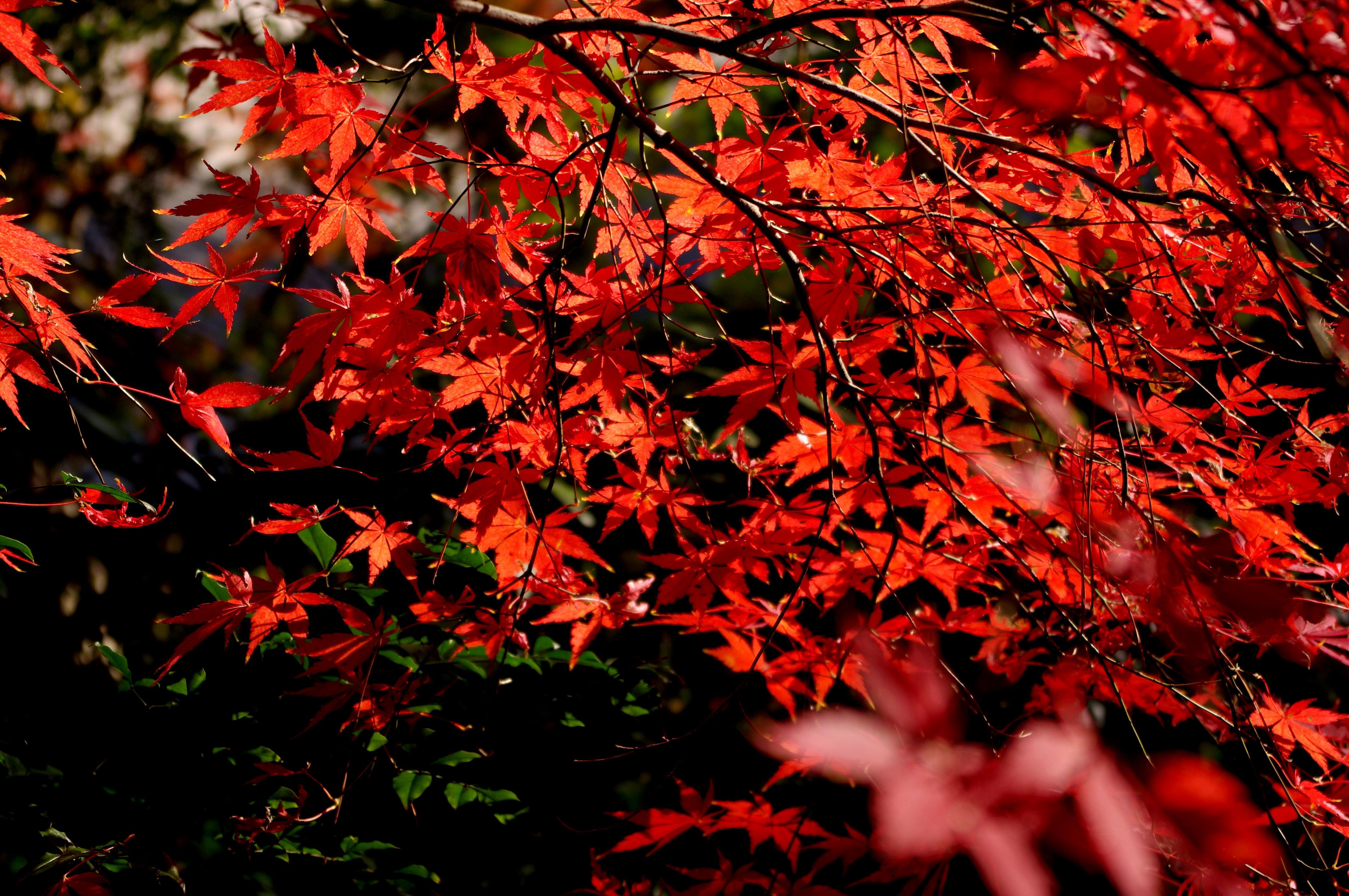 4288x2848 Free download Red Autumn Leaf Forest Maple Wallpaper 4k 414509 HD [4288x2848] for your Desktop, Mobile & Tablet. Explore Fall Leaves Picture Wallpaper. Leaves Wallpaper, Fall Leaves Wallpaper for