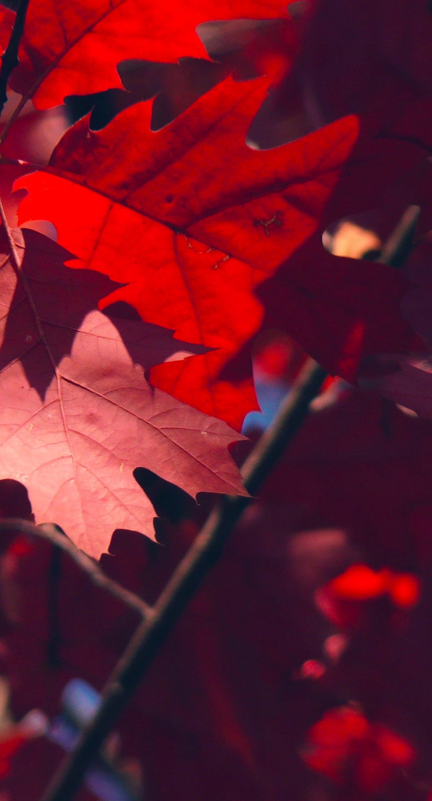 1398x2592 Natural red autumn leaves. wallpaper.sc iPhone8Plus