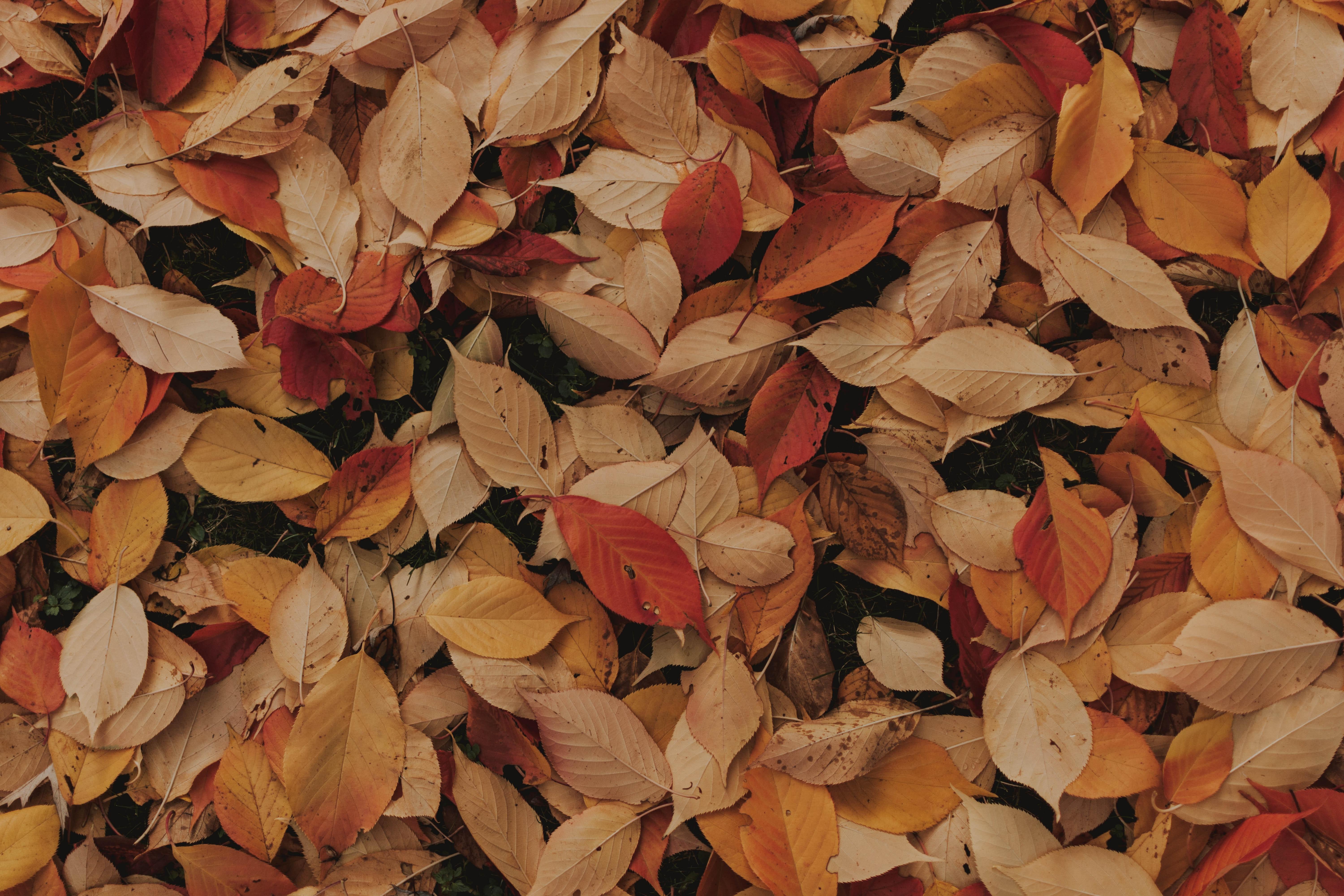 6000x4000 Autumn Wallpaper Photo, Download