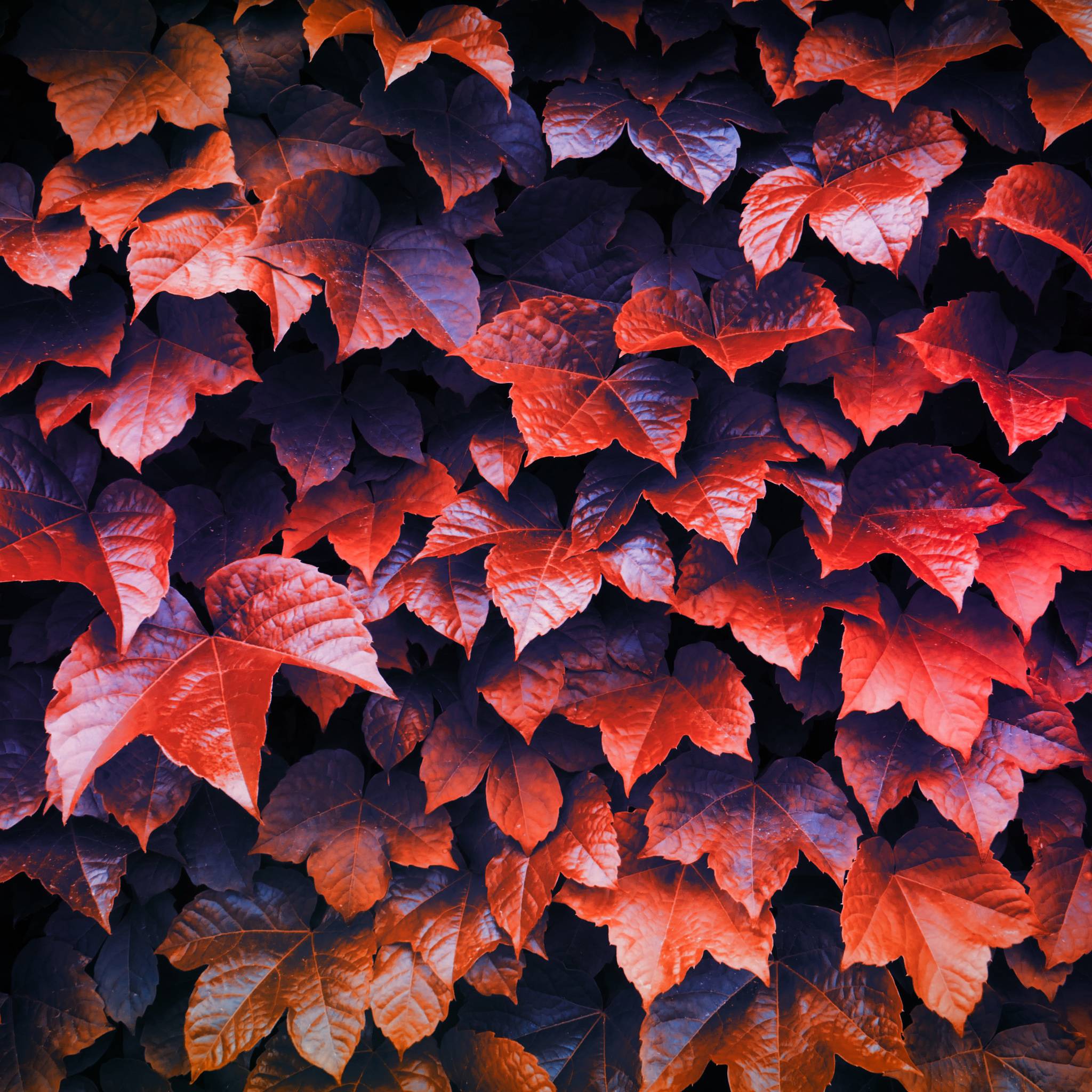 2048x2048 Autumn Leaves 4k iPad Air HD 4k Wallpaper, Image, Background, Photo and Picture