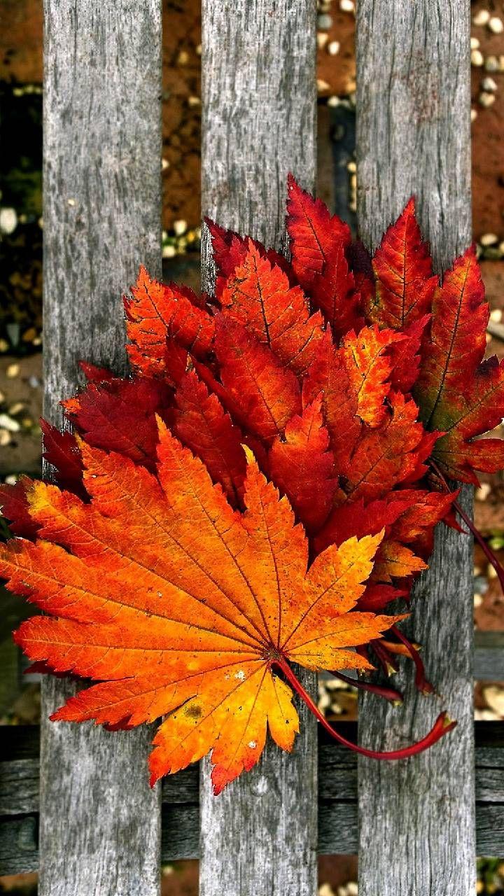 720x1280 Download Autumn leaves Wallpaper by Agaaa_K now. Browse millions of popular au. Fond d'écran téléphone, Fond d'écran coloré, Paysage automne