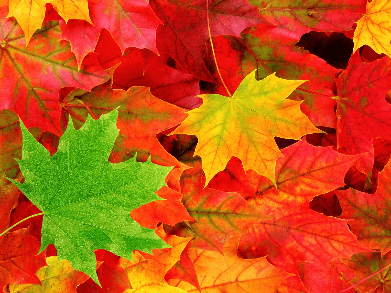 1600x1200 autumn leaves Image. Autumn leaves wallpaper, Autumn leaves, Leaves