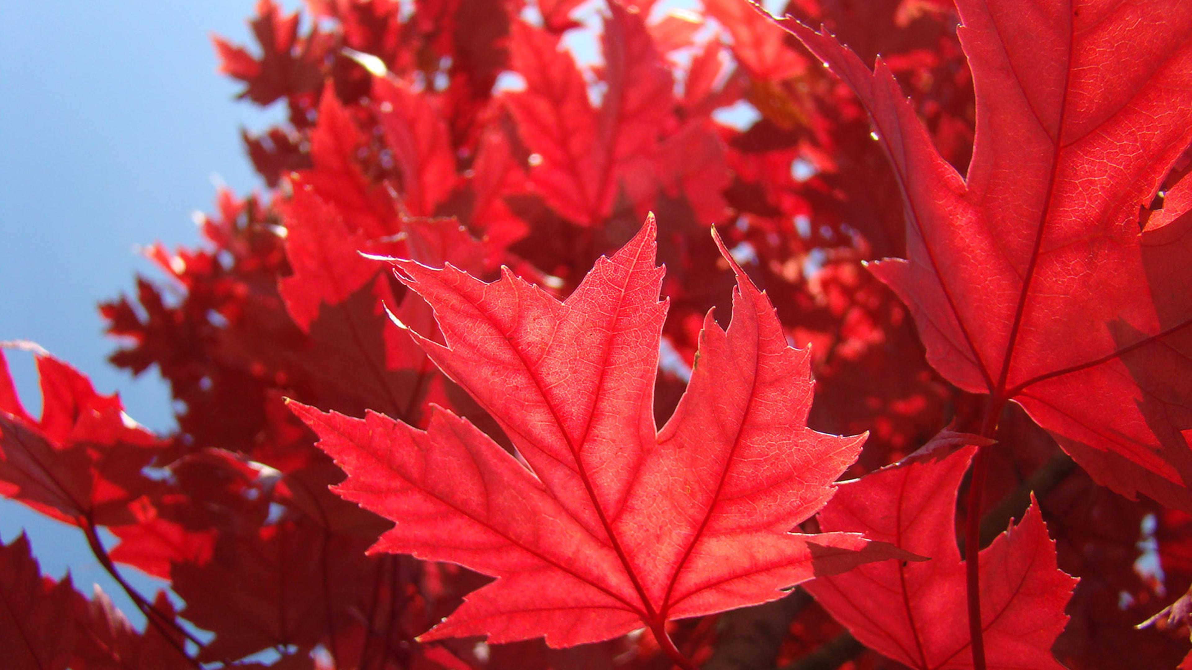 3840x2160 Red Autumn leaves