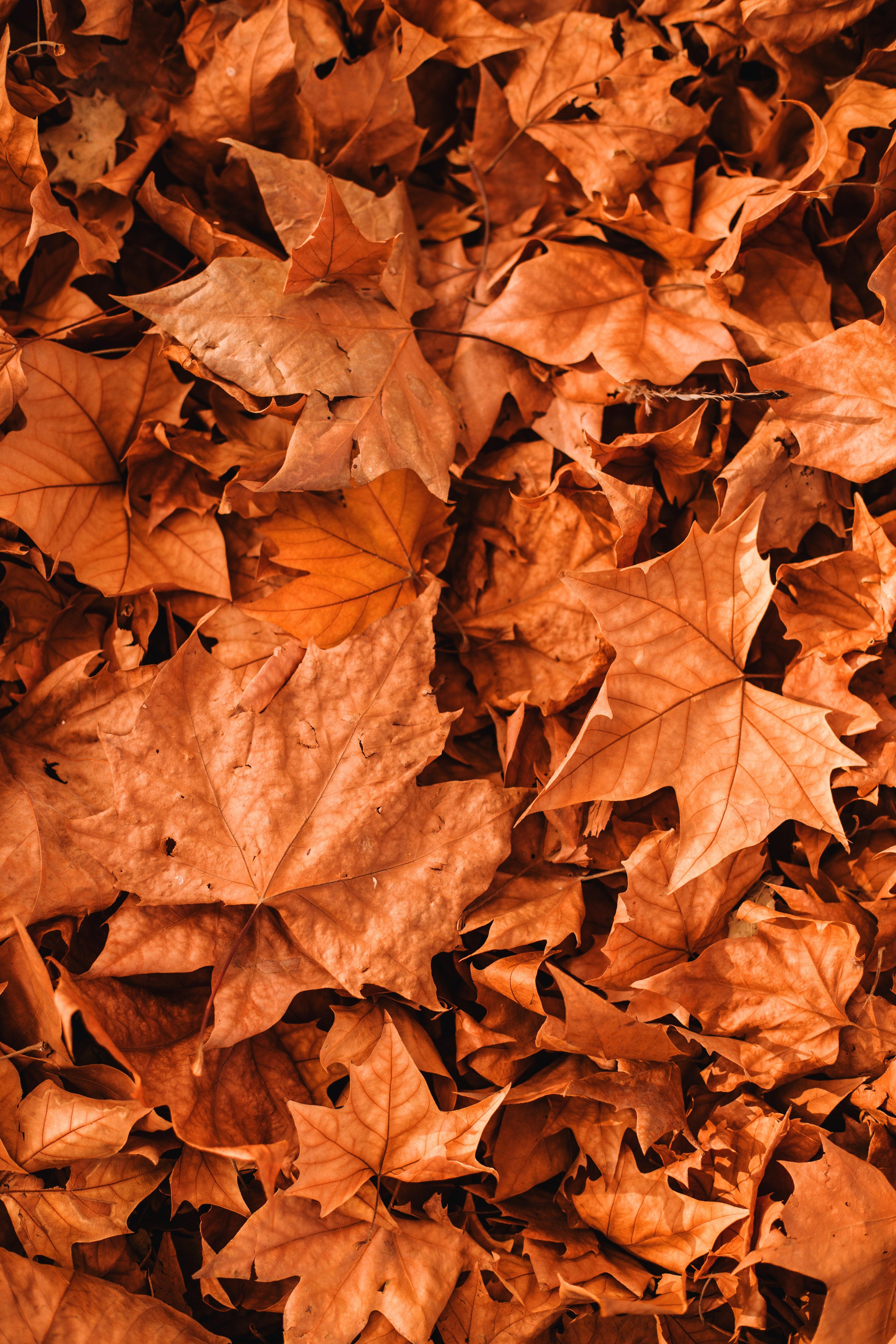 3648x5472 Fall Leaves Background Photo, Download The BEST Free Fall Leaves Background & HD Image