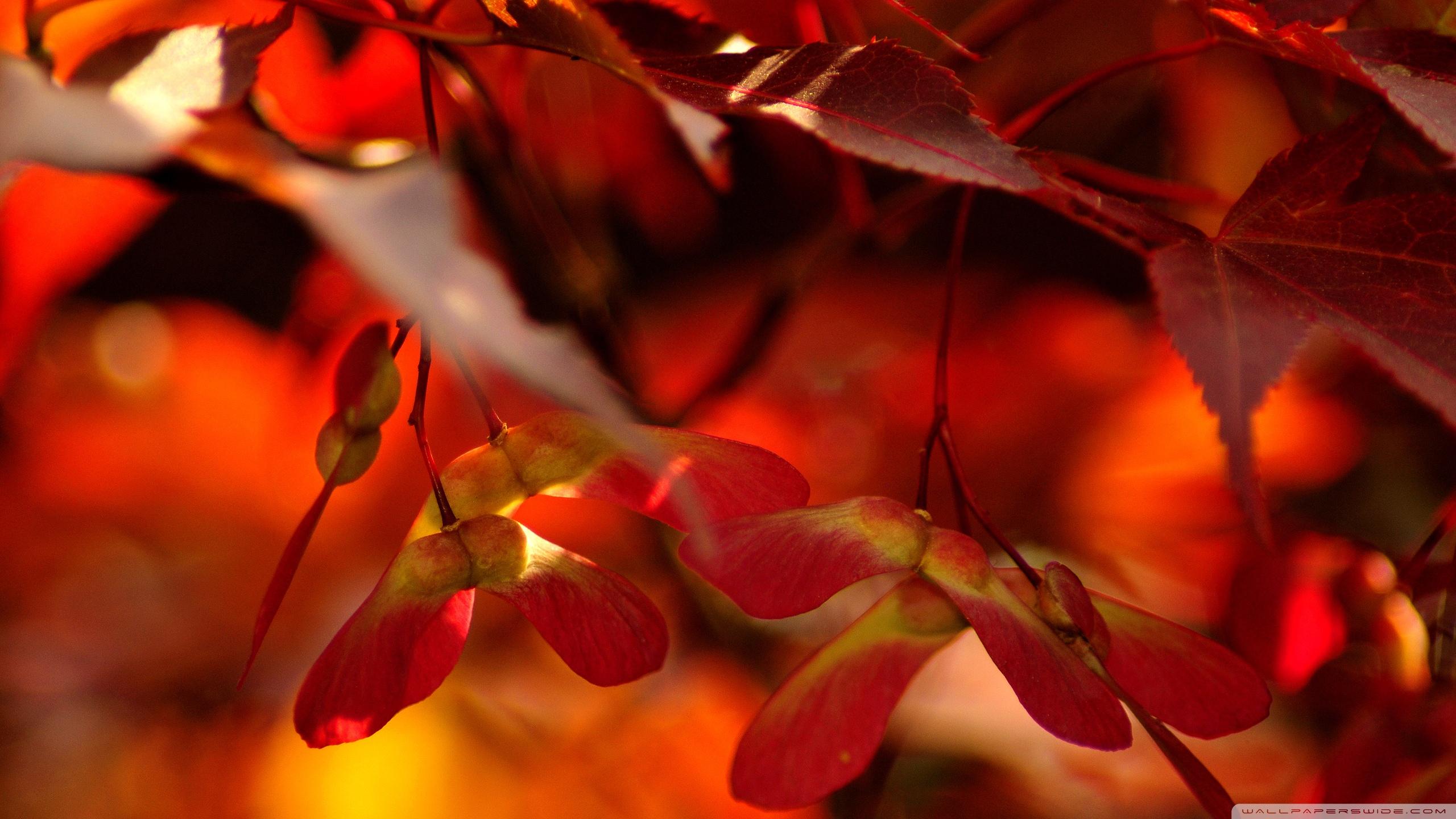 2560x1440 Red Autumn Leaves, Close Up Ultra HD Desktop Background Wallpaper for 4K UHD TV : Multi Display, Dual Monitor : Tablet