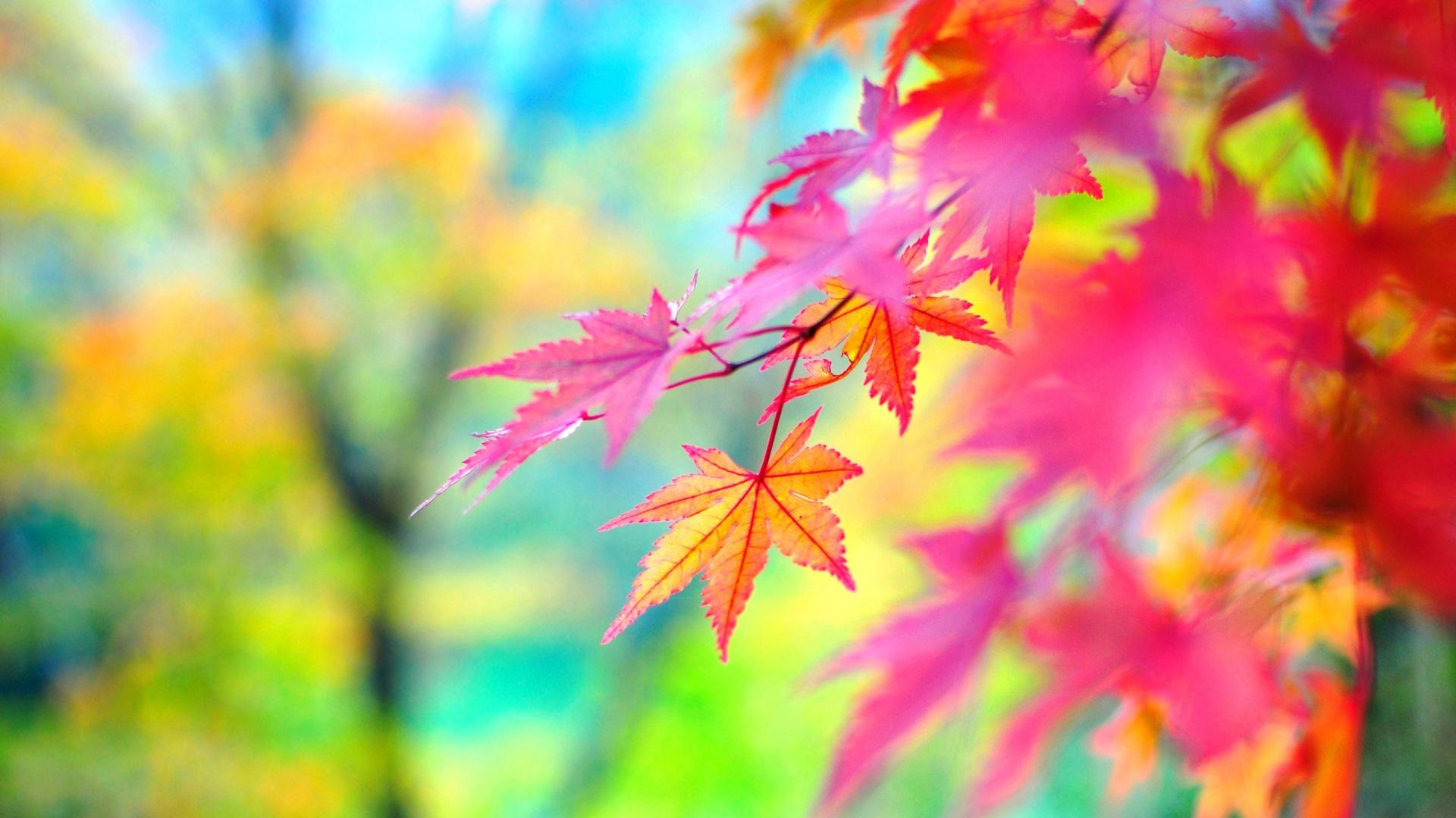 1920x1080 Red Autumn Leaves Nature Wallpaper HD