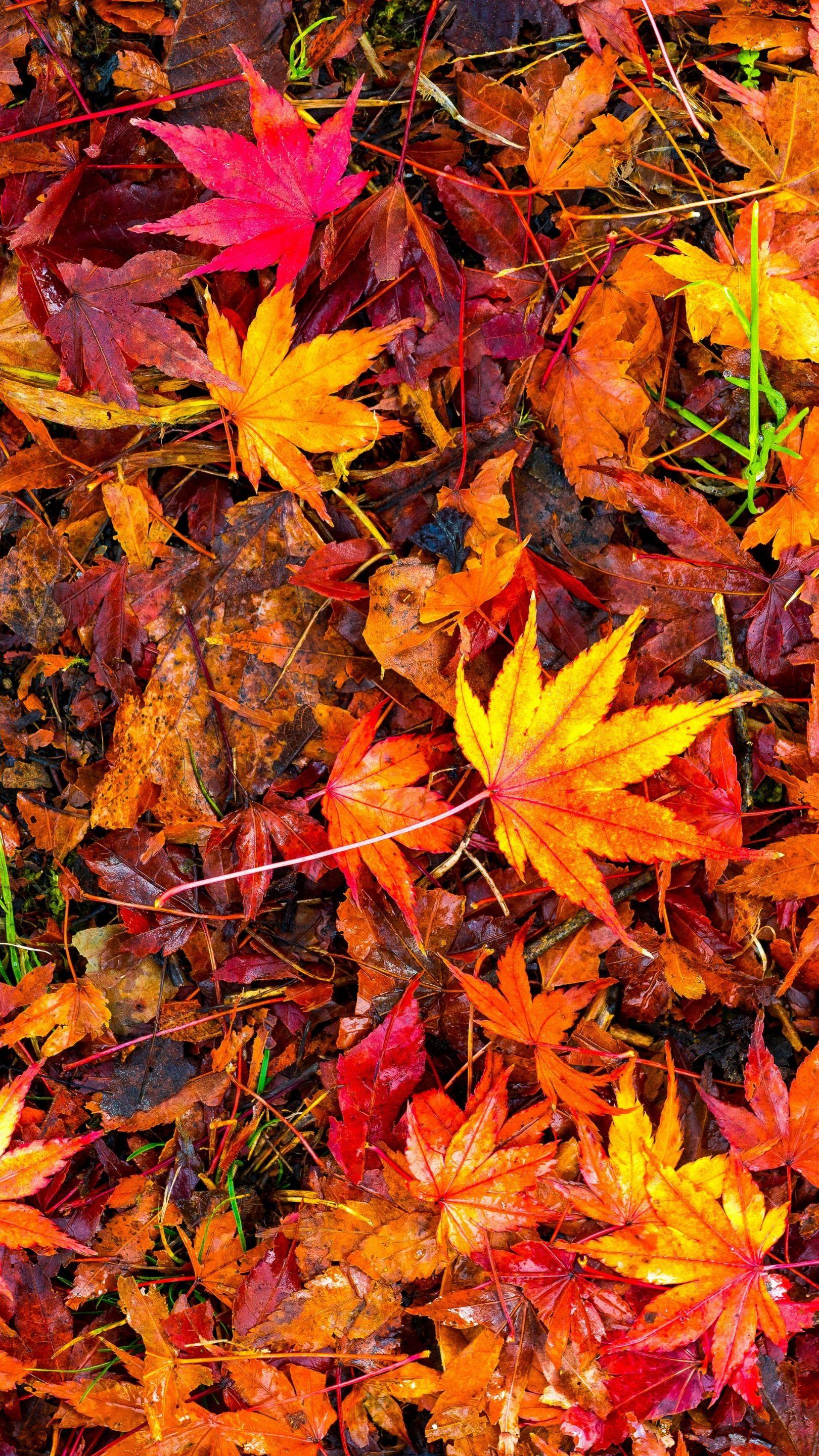 1620x2880 Red autumn leaves wallpaper