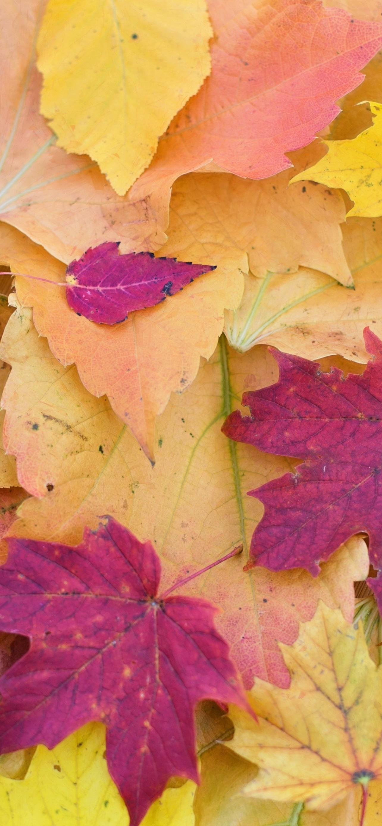 1284x2778 Maple leaves Wallpaper 4K, Autumn Fall, Foliage, Seasons, Fallen Leaves, Nature