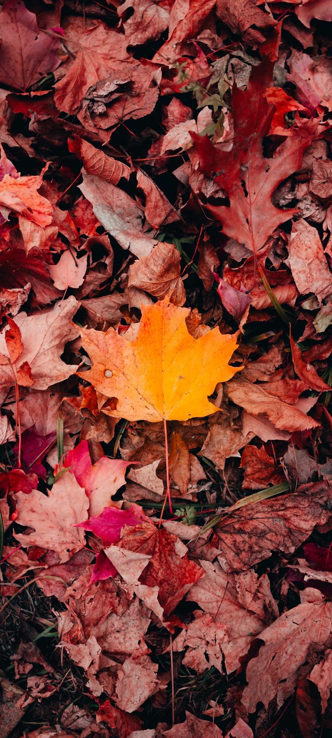 1080x2400 Autumn Leaves Wallpaper