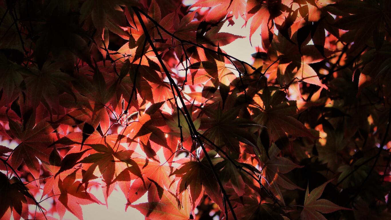 1366x768 Red Autumn Season Leaves 1366x768 Resolution HD 4k Wallpaper, Image, Background, Photo and Picture