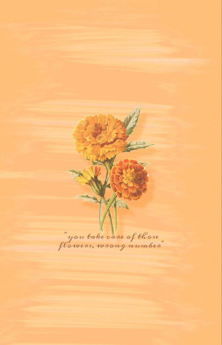 Flowers From 1970 Wallpapers Top Free Flowers From 1970 Backgrounds