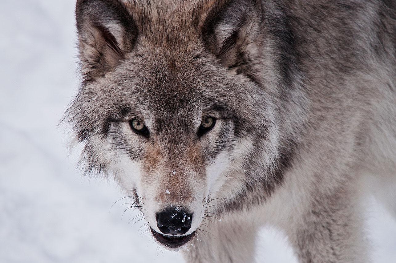 1286x854 lone wolf HD background